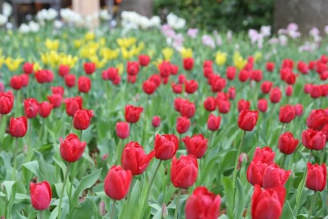 鈴鹿フラワーパーク